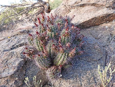 Baker Kingcup Cactus (Echinocereus bakeri)