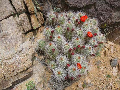 Baker Kingcup Cactus (Echinocereus bakeri)