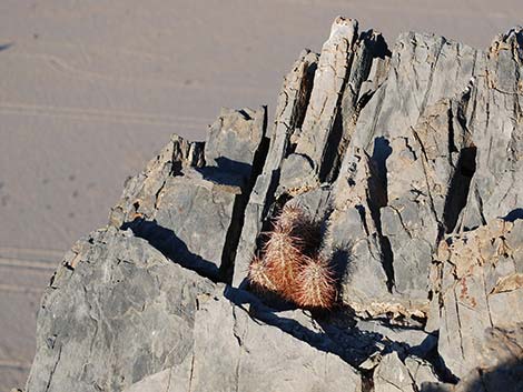 Engelmann's Hedgehog Cactus (Echinocereus engelmannii)