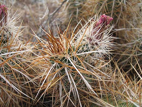 Engelmann's Hedgehog Cactus (Echinocereus engelmannii)