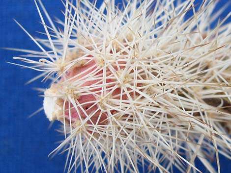 Engelmann's Hedgehog Cactus (Echinocereus engelmannii)