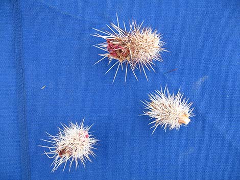 Engelmann's Hedgehog Cactus (Echinocereus engelmannii)