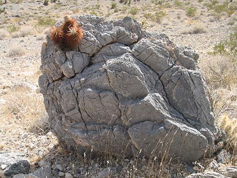 Engelmann's Hedgehog Cactus (Echinocereus engelmannii)