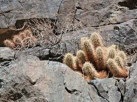 Engelmann's Hedgehog Cactus (Echinocereus engelmannii)