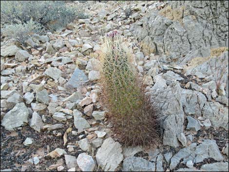 Johnson's Fishhook Cactus (Echinomastus johnsonii)