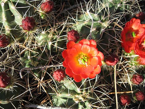 Mojave Kingcup Cactus (Echinocereus mojavensis)