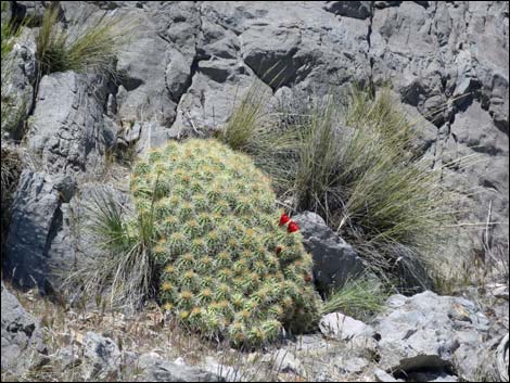 Mojave Kingcup Cactus (Echinocereus mojavensis)