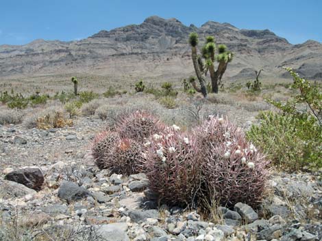 Cottontop Cactus (Echinocactus polycephalus)