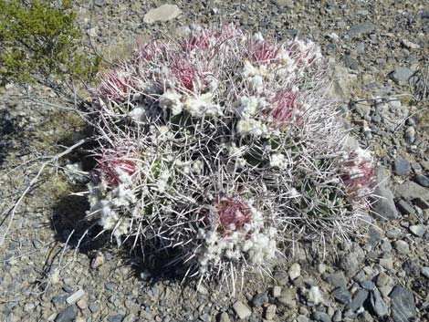 Cottontop Cactus (Echinocactus polycephalus)