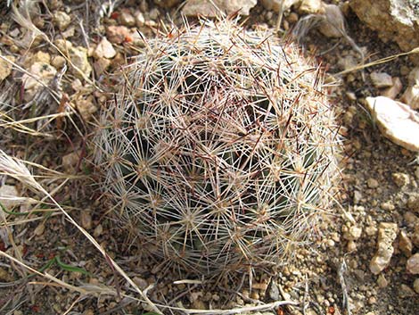 Desert Spinystar (Escobaria vivipara var. deserti)