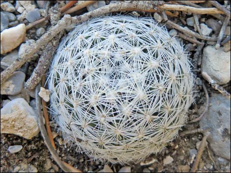 Desert Spinystar (Escobaria vivipara var. deserti)