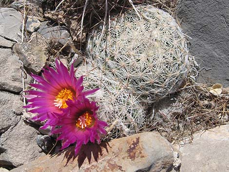 Spinystar (Escobaria vivipara var. rosea)