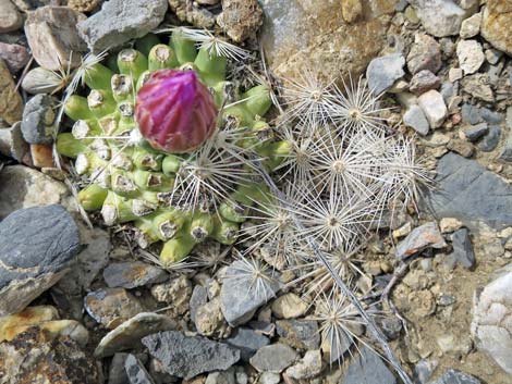 Spinystar (Escobaria vivipara var. rosea)