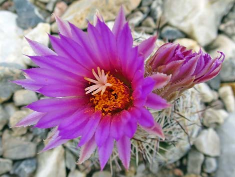 Spinystar (Escobaria vivipara var. rosea)