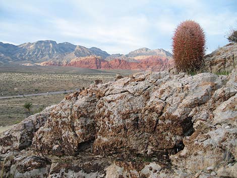 California Barrel Cactus (Ferocactus cylindraceus)