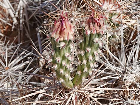 Matted Cholla (Opuntia parishii)