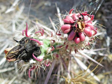 Matted Cholla (Opuntia parishii)