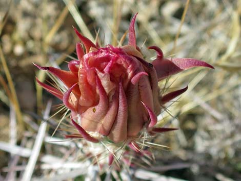 Matted Cholla (Opuntia parishii)