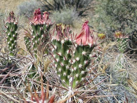 Matted Cholla (Opuntia parishii)