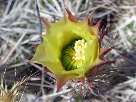 Matted Cholla (Opuntia parishii)