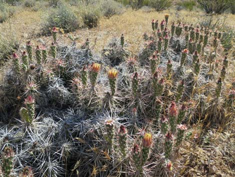 Matted Cholla (Opuntia parishii)