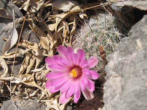 Common Fishhook Cactus (Cochemiea tetrancistra)