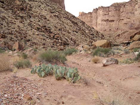 Beavertail Pricklypear (Opuntia basilaris)