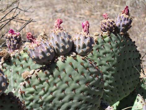 Beavertail Pricklypear (Opuntia basilaris)