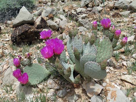 Beavertail Pricklypear (Opuntia basilaris)