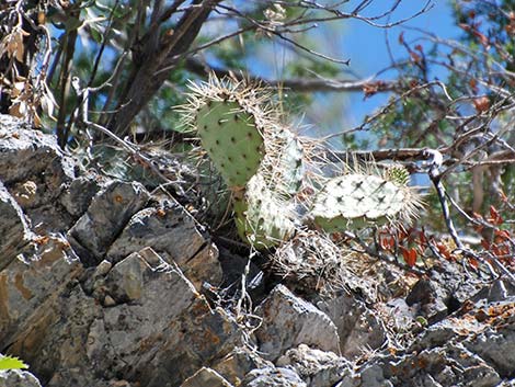 Charleston Mountain Pricklypear (Opuntia charlestonensis)