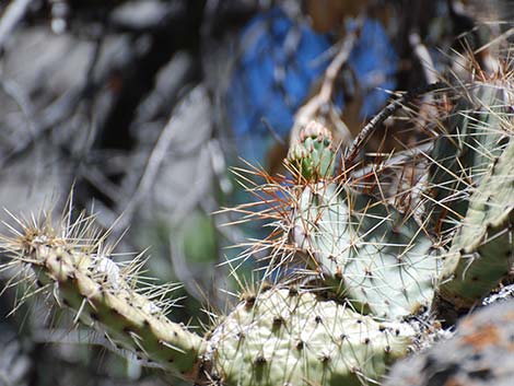 Charleston Mountain Pricklypear (Opuntia charlestonensis)