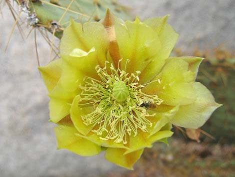 Pancake Pricklypear (Opuntia chlorotica)