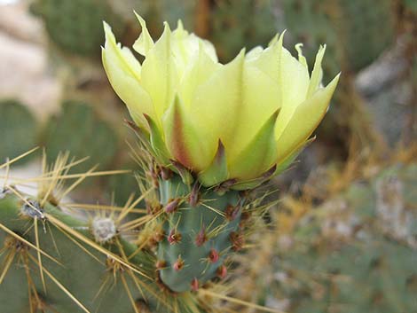 Pancake Pricklypear (Opuntia chlorotica)