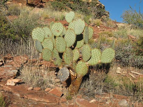 Pancake Pricklypear (Opuntia chlorotica)