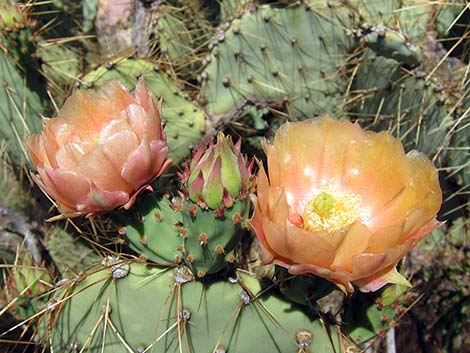 Pancake Pricklypear (Opuntia chlorotica)