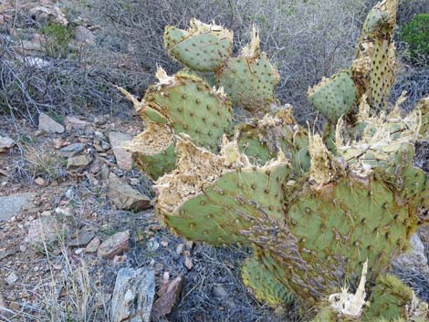 Pancake Pricklypear (Opuntia chlorotica)