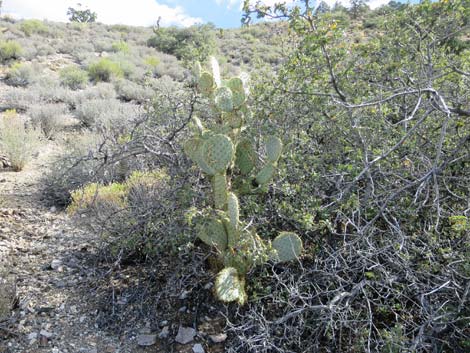 Pancake Pricklypear (Opuntia chlorotica)