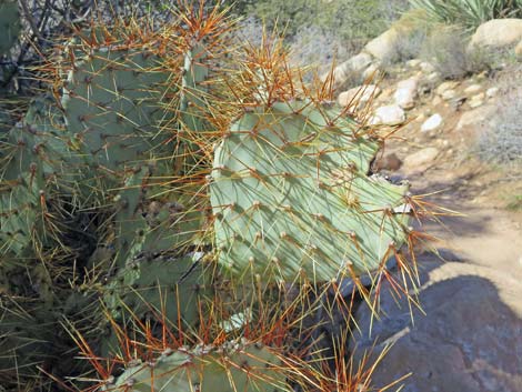 Pancake Pricklypear (Opuntia chlorotica)