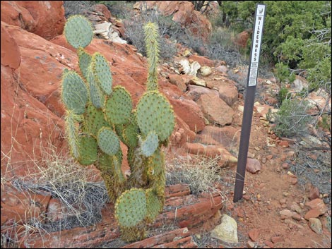 Pancake Pricklypear (Opuntia chlorotica)