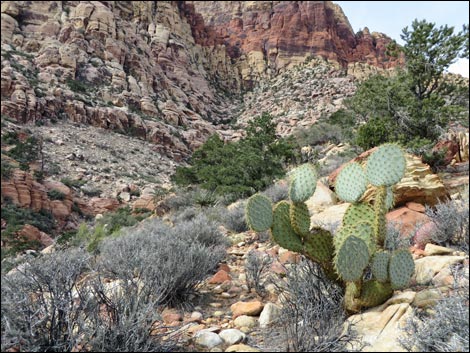 Pancake Pricklypear (Opuntia chlorotica)