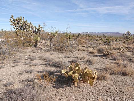 Searchlight Pricklypear (Opuntia curvispina)