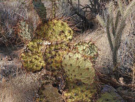 Searchlight Pricklypear (Opuntia curvispina)