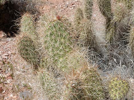 Western Pricklypear Cactus (Opuntia diploursina)