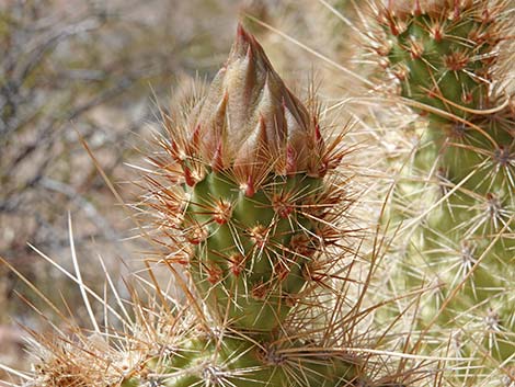 Western Pricklypear Cactus (Opuntia diploursina)