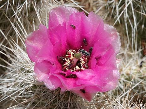 Western Pricklypear Cactus (Opuntia diploursina)