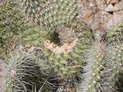 Western Pricklypear Cactus (Opuntia diploursina)