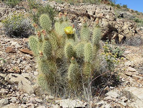 Western Pricklypear Cactus (Opuntia diploursina)