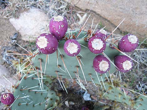 Cactus Apple Pricklypear (Opuntia engelmannii)