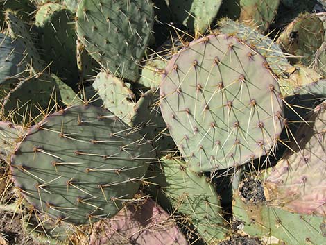 Cactus Apple Pricklypear (Opuntia engelmannii)