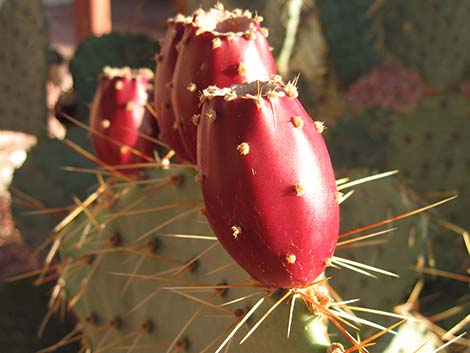 Cactus Apple Pricklypear (Opuntia engelmannii)